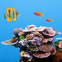 underwater-ocean-3d-prezi-template